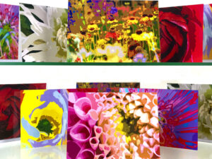 Greetings Cards - Pack of 6 (1 of each design)